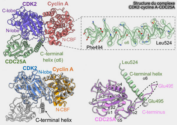 Structure du complexe CDK2-cycline A-CDC25A