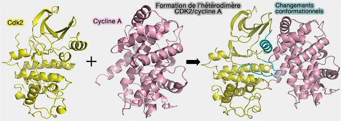 Formation de l'hétérodimère CDK2/cycline A