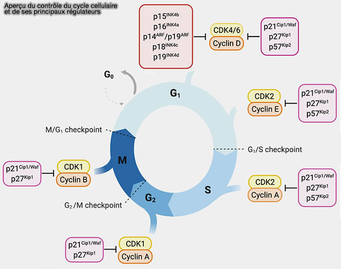 Contrôle du cycle cellulaire et CKI