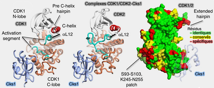 Structure du complexe CDK2-cycline A-CDC25A