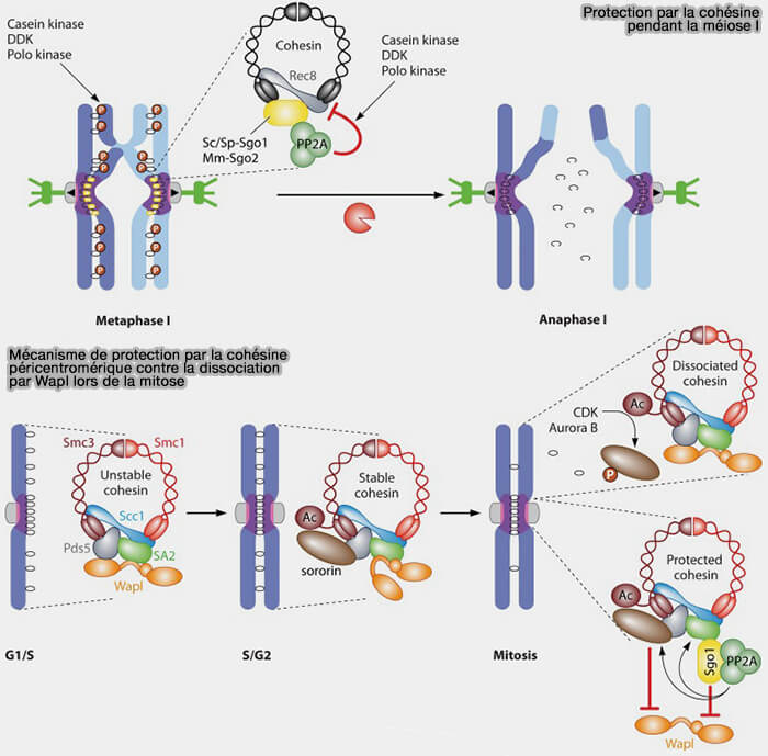 Protection par la cohésine pendant la méiose et la mitose