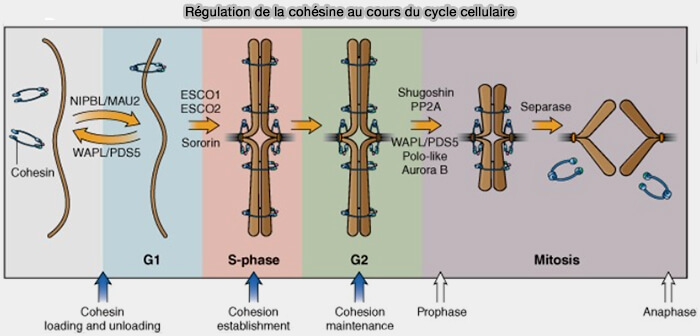 Régulation de la cohésine au cours du cycle cellulaire