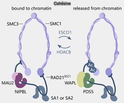 Cohésine liée ou non à l'ADN