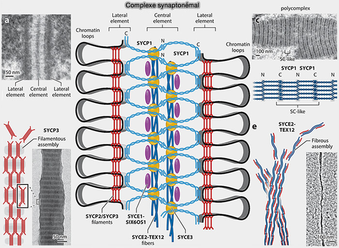 Les phases de la mitose