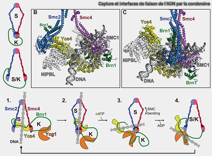 Architecture des complexes SMC des Eucaryotes