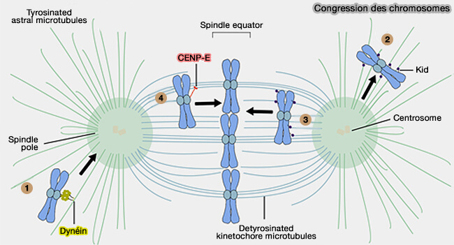 Congression des chromosomes