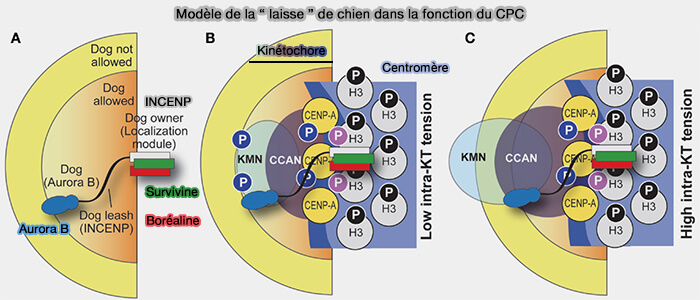 Modèle de la “ laisse ” de chien dans la fonction du CPC