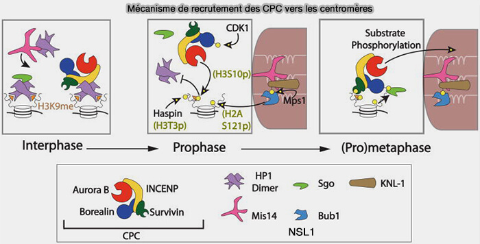 Recrutement de CPC au centromère