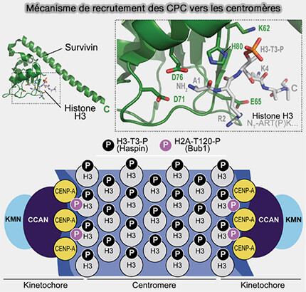 Recrutement de CPC au centromère par la survivine