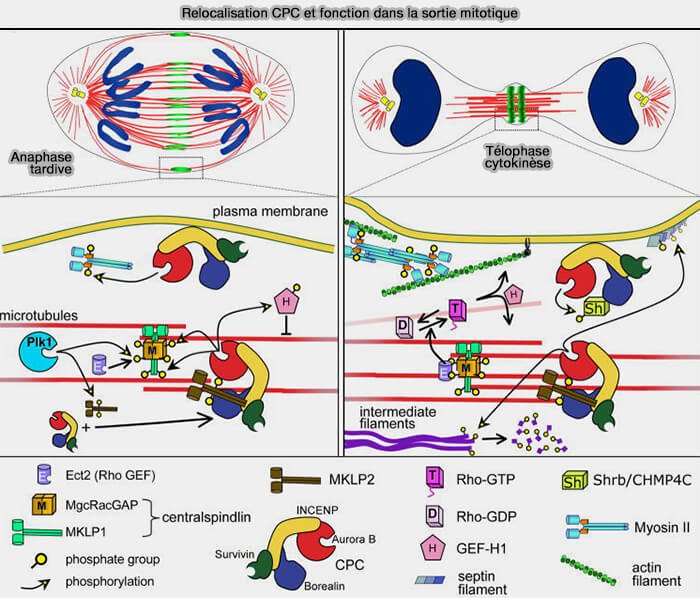 Relocalisation du CPC (Chromosomal Passenger Complex)