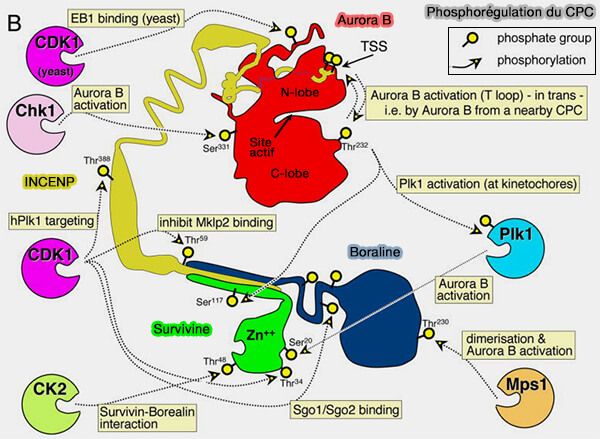 CPC  (Chromosomal Passenger Complex)