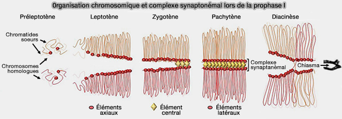Organisation chromosomique et complexe synaptonémal lors de la prophase I