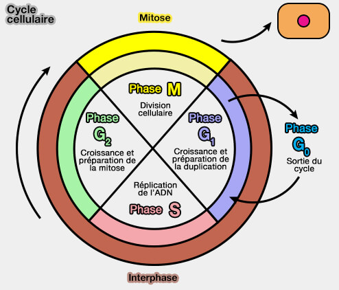 Cycle cellulaire