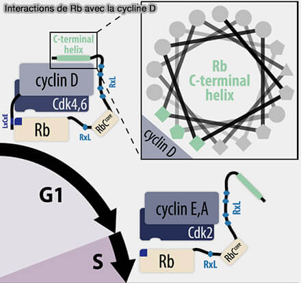 Interaction de Rb avec la cycline D