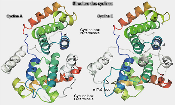 Structure des cyclines