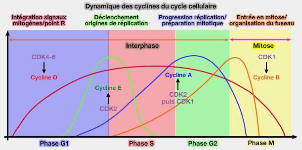 Dynamique des cyclines du cycle cellulaire