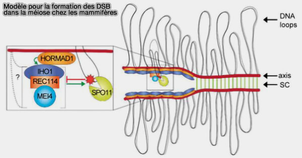 Modèle pour la formation des DSB dans la méiose chez les mammifères