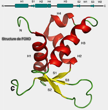 Structure de FOXO