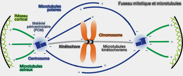Fuseau mitotique et microtubules