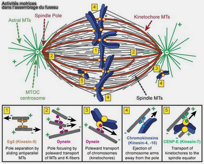 Activités motrices dans l'assemblage du fuseau