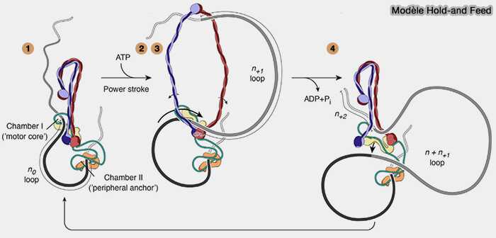 Modèle hold-and-feed de l'extrusion des boucles d'ADN