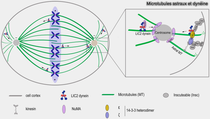 Microtubules astraux et dynéine