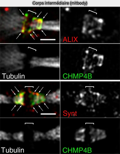 Corps intermédiare (midbody)