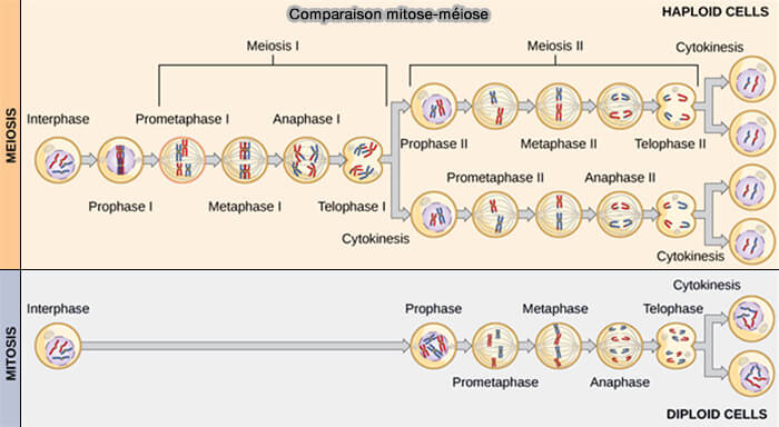 Les phases de la mitose