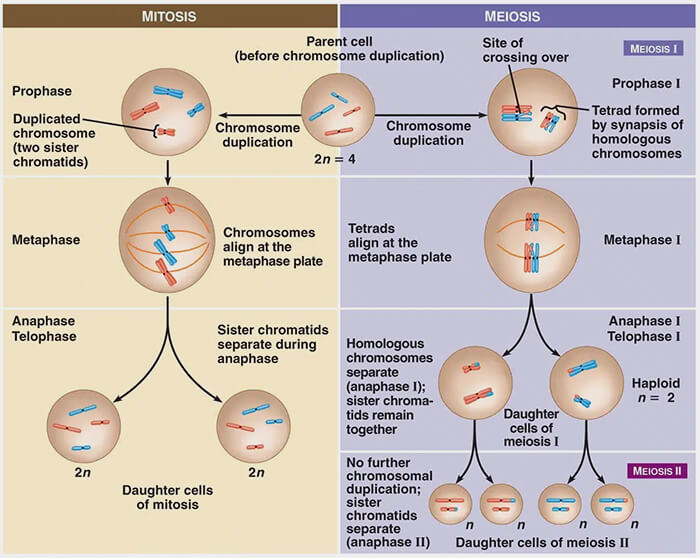 Différences entre mitose et méiose