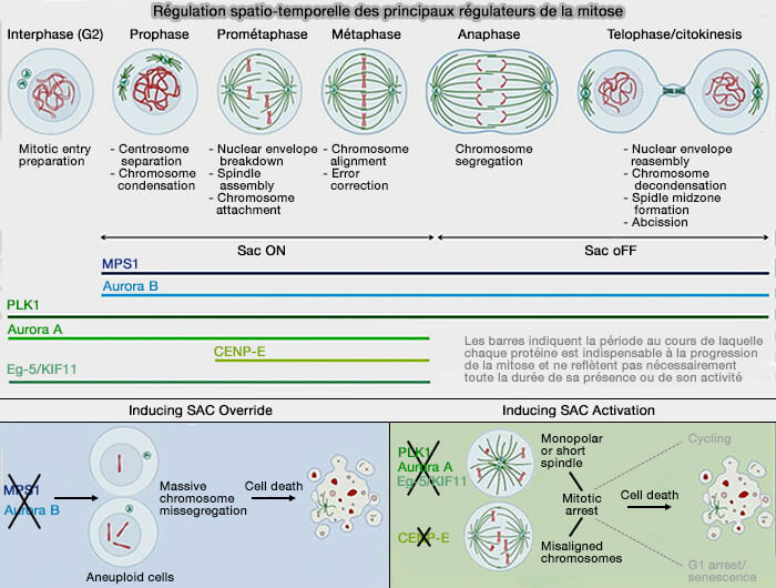 Régulation spatio-temporelle des principaux régulateurs de la mitose