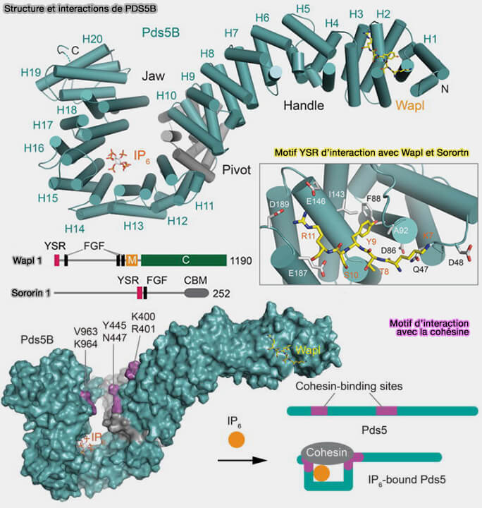 Structure et interactions de Pds5b