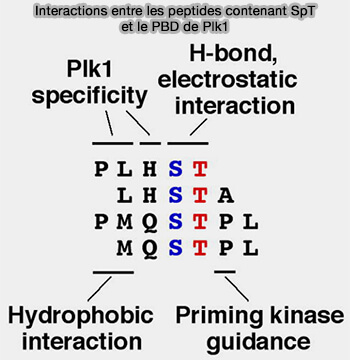 Interactions peptides à SpT et PBD de Plk1