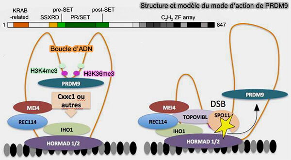 Structure et modèle du mode d'action de PRDM9