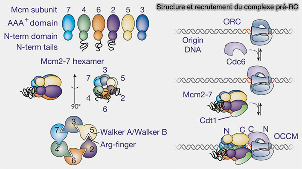Complexe pré‑réplicatif (pré-RC)