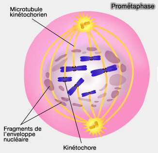 Prométaphase