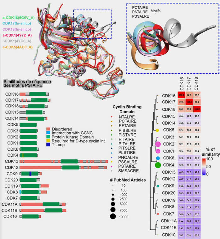 Similitude de séquence des motifs PSTAIRE