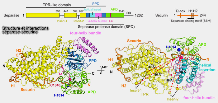 Structure et interactions séparase-sécurine