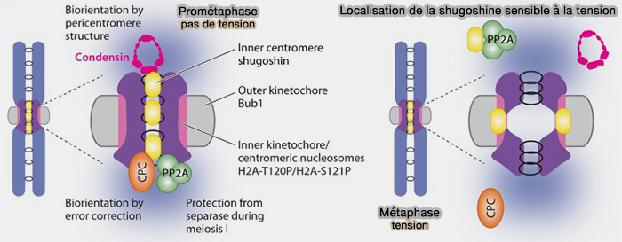Localisation de la shugoshine selon la tension