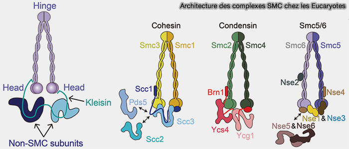 Architecture des complexes SMC des Eucaryotes