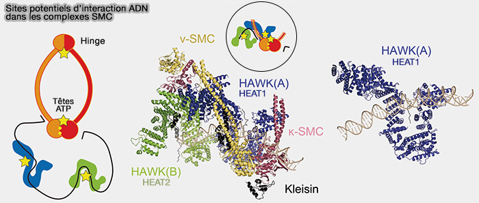 Sites potentiels d’interaction ADN dans les complexes SMC