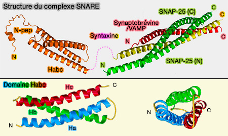 Structure du complexe SNARE et domaine Habc de Stx1