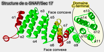 Structure d'α-SNAP