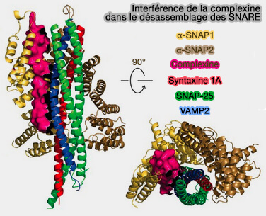 Interférences α-SNAP/complexine