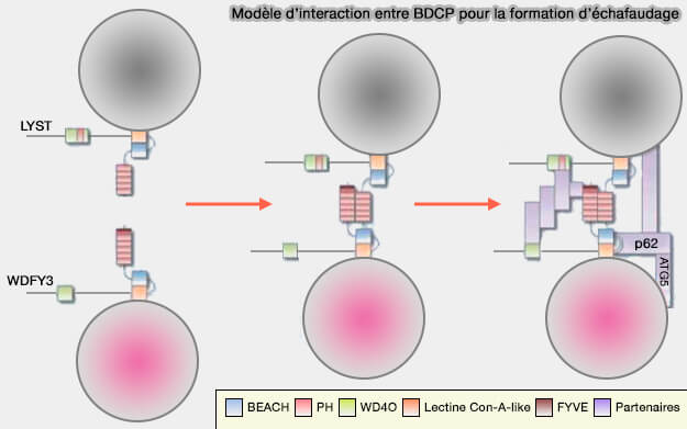 Modèle d’interaction entre BDCP pour la formation d’échafaudage