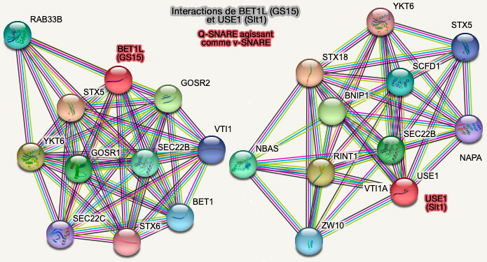Interactions de BET1L (GS15) et USE1 (Slt1)