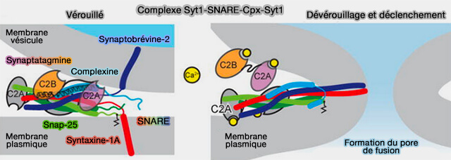 Structure cristalline du complexe Syt1-SNARE-Cplx-Syt1