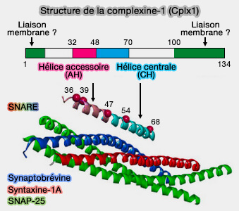Structure de la complexine-1 (Cplx1)