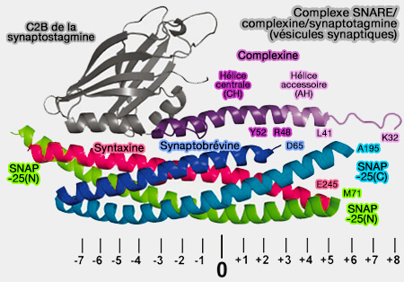 Complexe SNARE/complexine/synaptotagmine