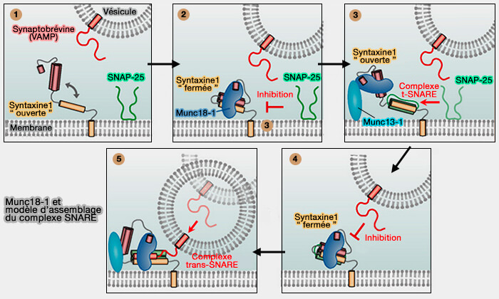 Munc18-1 et modèle d'assemblage du complexe SNARE