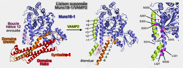 Liaison supposée Munc18-1/VAMP2